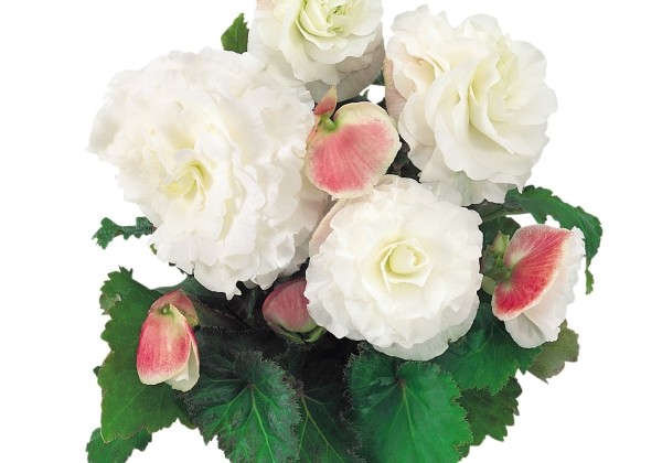Begonia tuberhybrida Nonstop Appleblossom