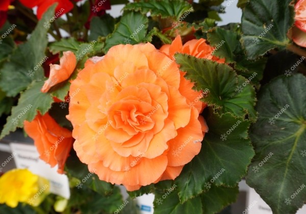 Begonia tuberhybrida Nonstop Deep Salmon