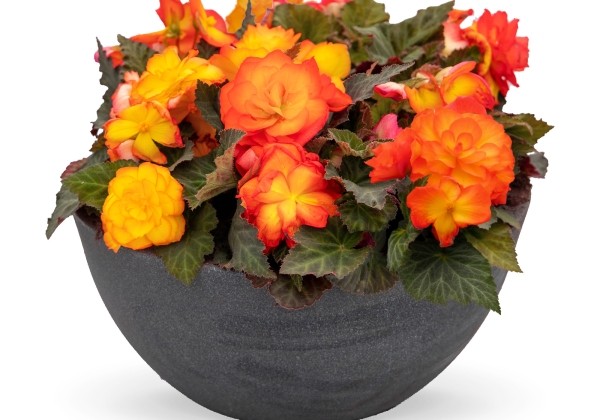 Begonia tuberhybrida Nonstop Fire