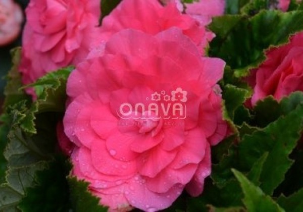 Begonia tuberhybrida Nonstop Pink