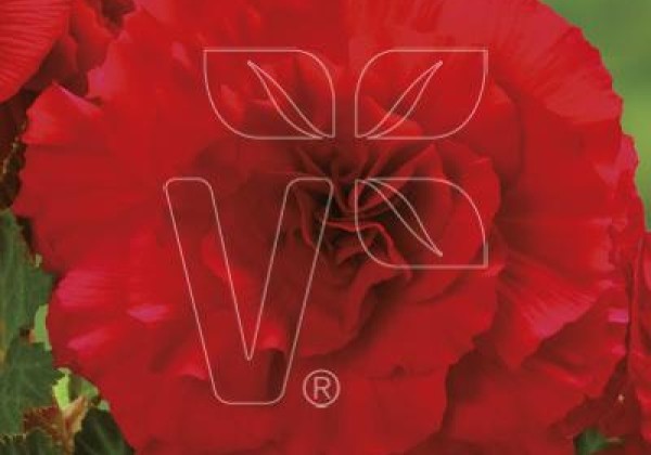 Begonia tuberhybrida Nonstop Red