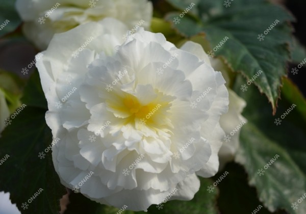 Begonia tuberhybrida Nonstop White