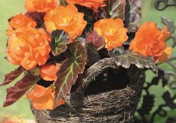Begonia tuberhybrida Nonstop Mocca Bright Orange