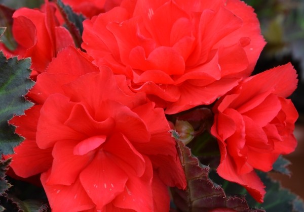 Begonia tuberhybrida Nonstop Mocca Cherry