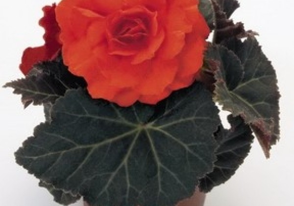 Begonia tuberhybrida Nonstop Mocca Deep Orange