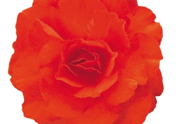 Begonia tuberhybrida Nonstop Mocca Deep Orange