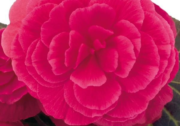 Begonia tuberhybrida Nonstop Mocca Pink Shades
