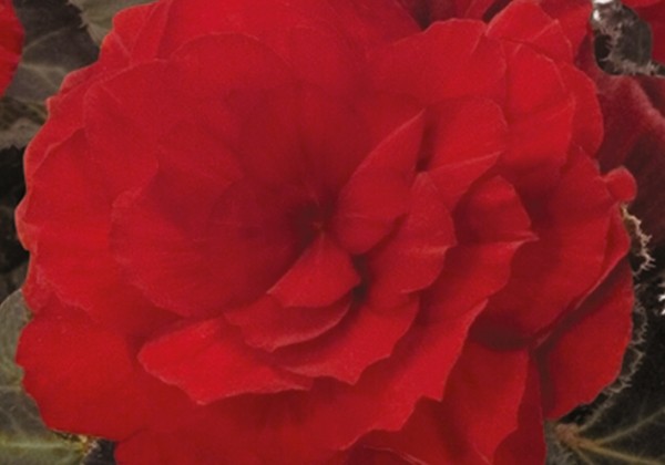 Begonia tuberhybrida Nonstop Mocca Scarlet