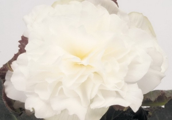 Begonia tuberhybrida Nonstop Mocca White