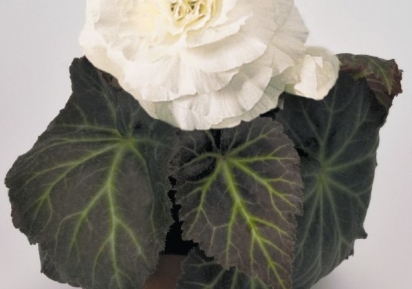 Begonia tuberhybrida Nonstop Mocca White