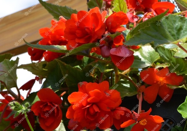 Begonia tuberhybrida Illumination Orange