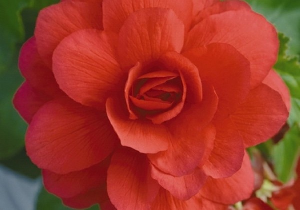 Begonia tuberhybrida Illumination Rose