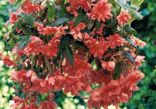 Begonia tuberhybrida Illumination Salmon Pink