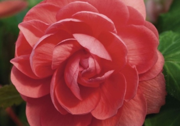 Begonia tuberhybrida Illumination Salmon Pink