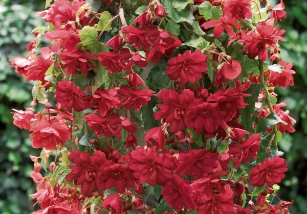 Begonia tuberhybrida Illumination Scarlet