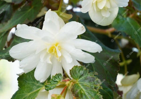 Begonia tuberhybrida Illumination White