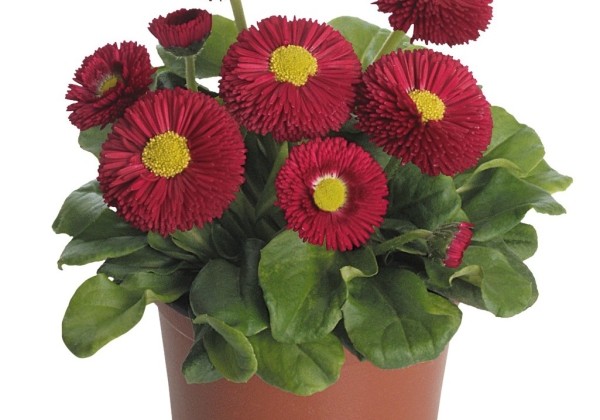 Bellis perennis Speedstar Plus Red