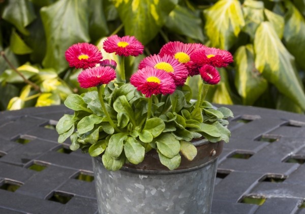 Bellis perennis Beluga Easy Red