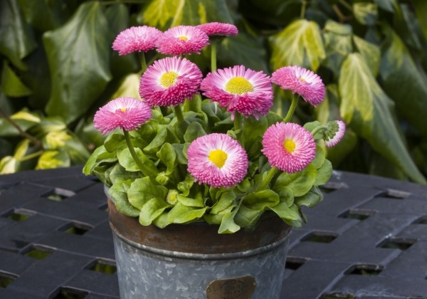 Bellis perennis Beluga Easy Rose