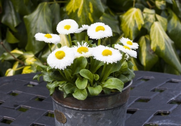 Bellis perennis Beluga Easy White