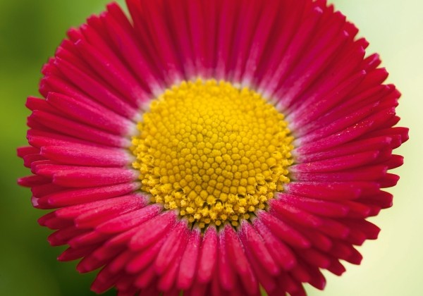 Bellis perennis Beluga Red