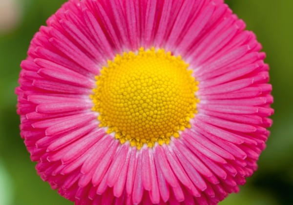 Bellis perennis Beluga Rose