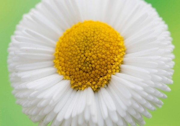 Bellis perennis Beluga White