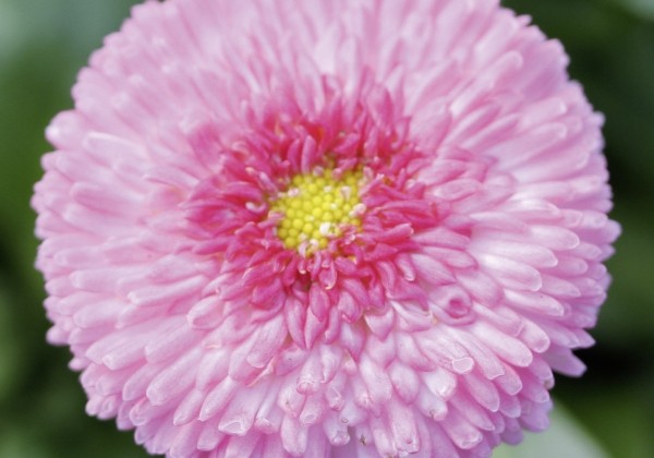 Bellis perennis Beluga Compact Pink