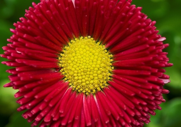 Bellis perennis Beluga Compact Red