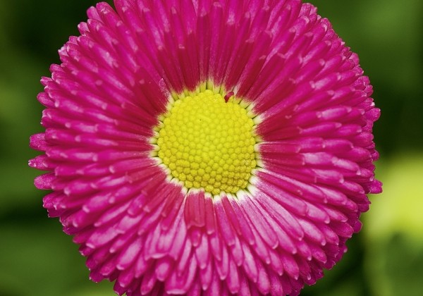 Bellis perennis Beluga Compact Rose