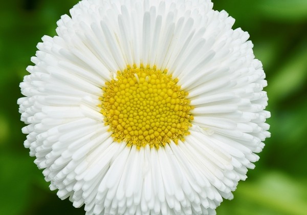 Bellis perennis Beluga Compact White