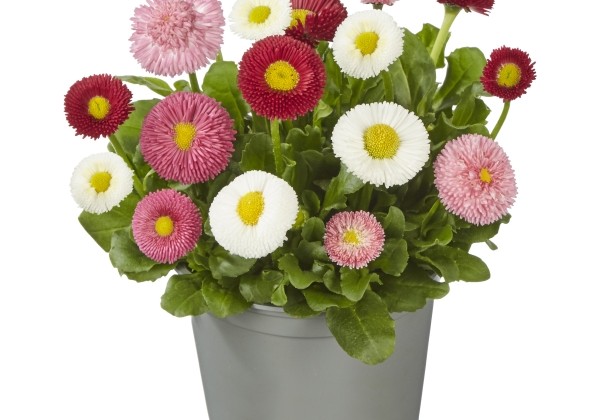 Bellis perennis Beluga Compact For Mix