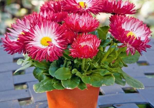 Bellis perennis Beluga Bicolor Red