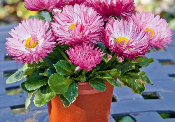 Bellis perennis Beluga Bicolor Rose