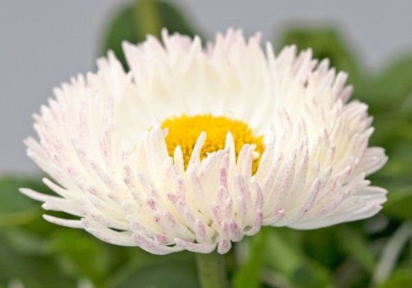 Bellis perennis Beluga Bicolor White Blush