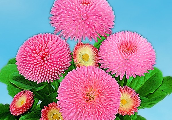 Bellis perennis Tasso Pink