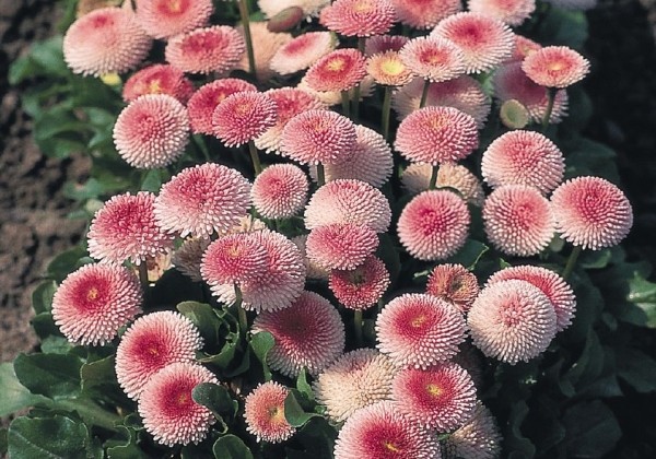 Bellis perennis Tasso Strawberries & Cream