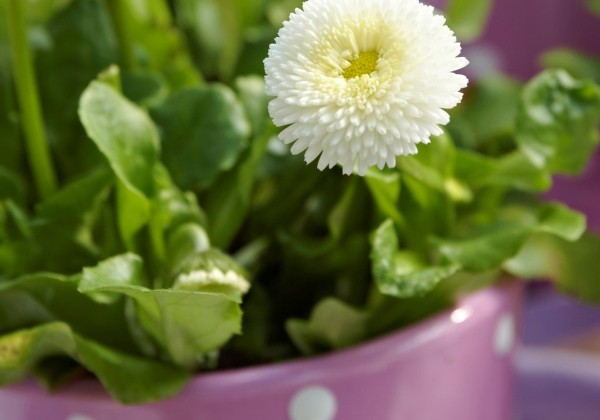 Bellis perennis Tasso White