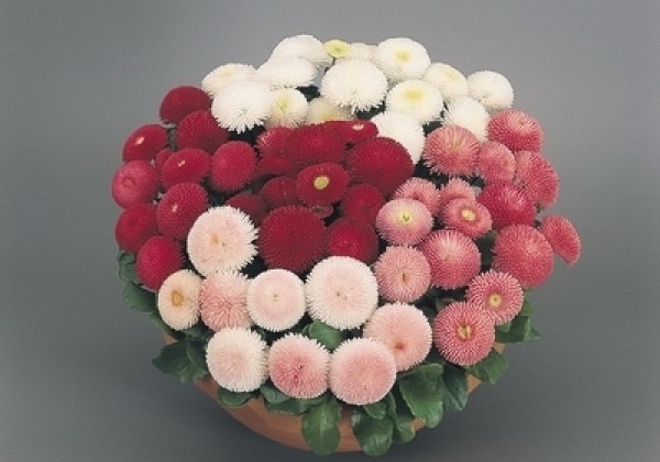 Bellis perennis Tasso Mix