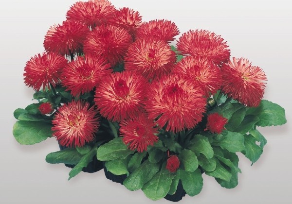 Bellis perennis Habanera Red