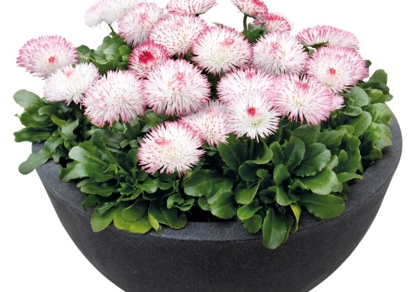 Bellis perennis Habanera Rose