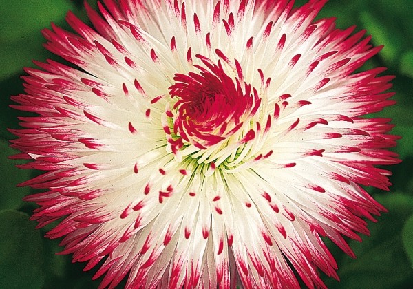 Bellis perennis Habanera White with Red Tips