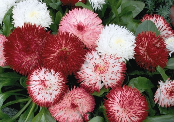 Bellis perennis Habanera Mix