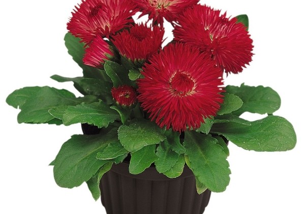 Bellis perennis Roggli Red
