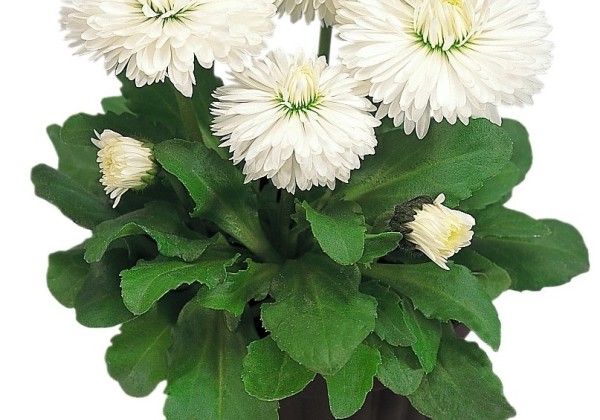 Bellis perennis Roggli White