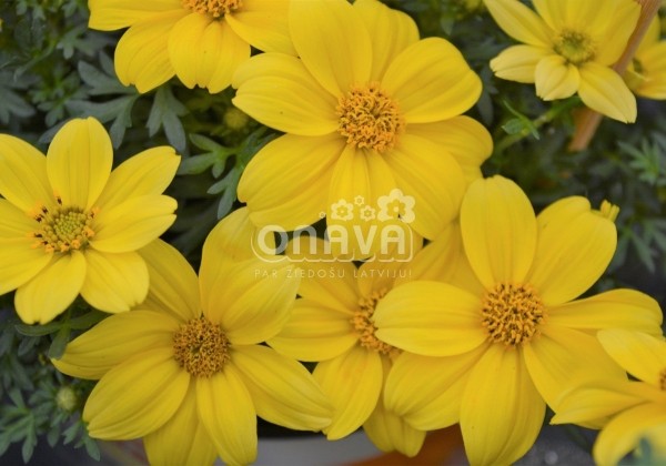 Bidens ferulifolia Bill's Medaillon