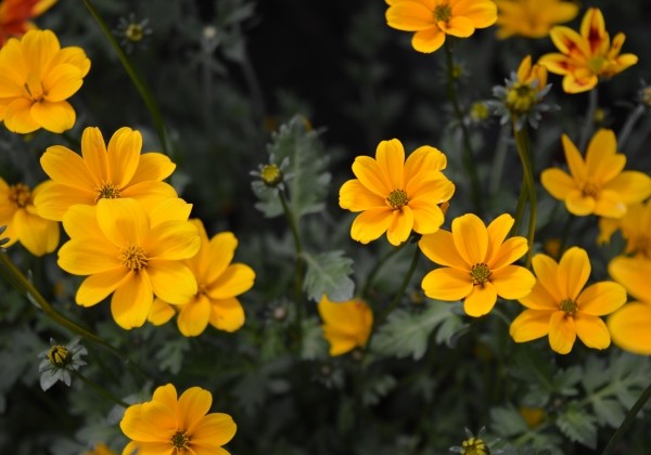 Bidens ferulifolia Efraim's Gold