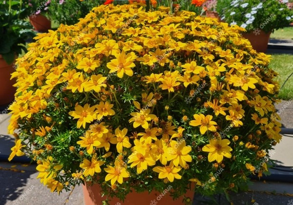 Bidens ferulifolia Interceptor