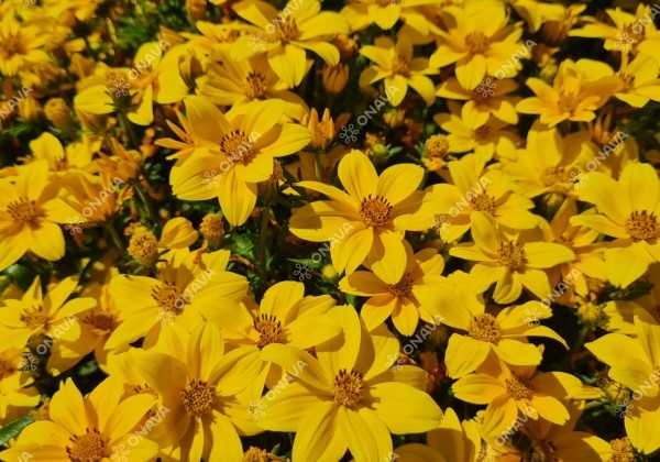 Bidens ferulifolia Interceptor
