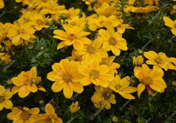 Bidens ferulifolia Port Royal